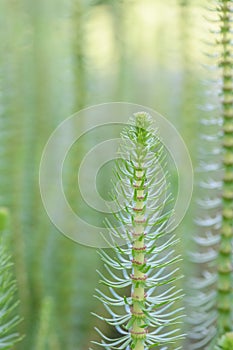 Mareâs-tail Hippuris vulgaris, flowering plant photo